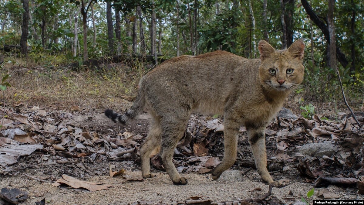 Rare Jungle Cats Sighted in Northern Thailand