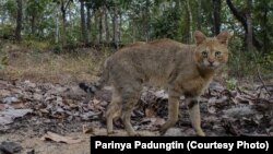 Jungle cat photographed in Thailand's Omkoi Wildlife Sanctuary in Chiang Mai, Jan. 2017.