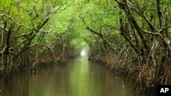 The Everglades on a rainy afternoon present a lush picture of tranquility. Of course, you can't see the mosquitoes here.