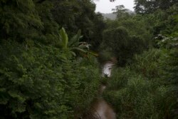 Sungai Ana Felicia mengalir melalui area yang 'dihijaukan' kembali oleh LSM Onda Verde, di lingkungan pedesaan Tingua di Hutan Atlantik, negara bagian Rio de Janeiro, Brasil, Rabu, 21 April 2021.