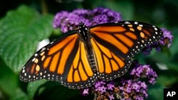 A butterfly rests on a flower, September 2018, in the U.S. state of Iowa. (AP Photo/Charlie Neibergall)