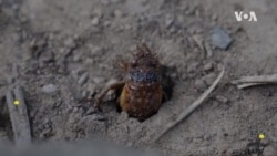 Cicada Invasion