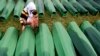 Bosnia Reburies Srebrenica Dead 18 Years After Massacre