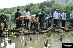 Selain peluncuran PMN juga dilakukan penanaman mangrove dan workshop pengembangan kebijakan pengelolaan rehabilitasi mangrove. (Twitter/@KementerianLHK)