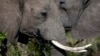 In Cameroon, Elephant Poachers Die, Too