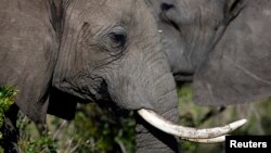 African elephants risk slaughter by poachers trying to obtain their tusks for the lucrative ivory trade.