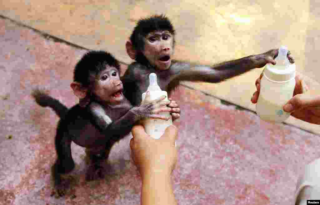 Baby Hamadryas baboons reach for milk bottles as a zookeeper feeds them at a zoo in Hangzhou, Zhejiang province, China, Sept. 17, 2014.