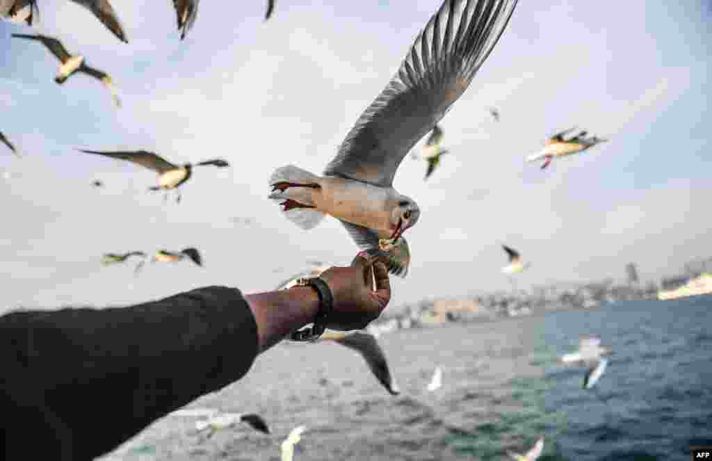 A man feeds a seagull flying behind a ferry on The Bosphorus as the sun shines in Istanbul.