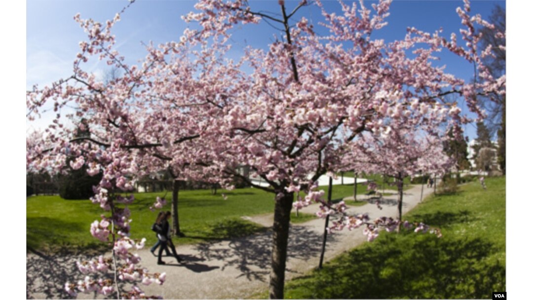 Sekitar lebih dari 3.000 pohon sakura di Washington ini merupakan hadiah dari pemerintah Jepang, yang diberikan pada tahun 1912 sebagai tanda persahabatan.
