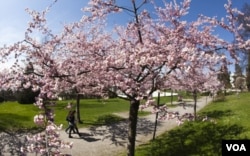 Sekitar lebih dari 3.000 pohon sakura di Washington ini merupakan hadiah dari pemerintah Jepang, yang diberikan pada tahun 1912 sebagai tanda persahabatan.