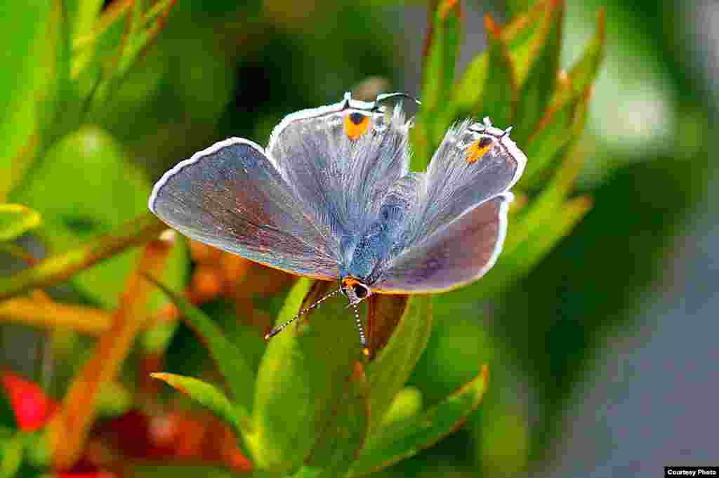 A butterfly sits on a flower in California, USA. (Photo by Joseph Vu/USA/VOA reader)