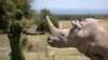 Scientists Make New Embryo of Rare Rhino Species