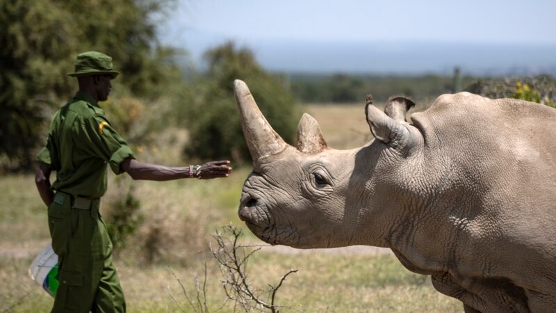 Scientists Make New Embryo of Rare Rhino Species