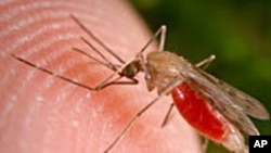 Les téléphones mobiles aident des chercheurs américains à suivre la progagation du moustique vecteur du paludisme en Afrique