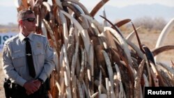 Bryan Yetter, a federal wildlife officer with the U.S. Fish and Wildlife Service stands guard next to a huge pile of confiscated elephant tusks. (FILE)