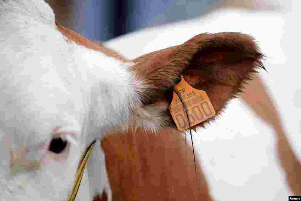 A cow is pictured on the eve of the opening of the International Agricultural Show in Paris, France. The Paris Farm Show runs from February 25 to March 5.