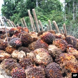 Palm fruit taken from a forest dependent community on the Kampar Peninsula in Riau Province, Sumatra, Indonesia