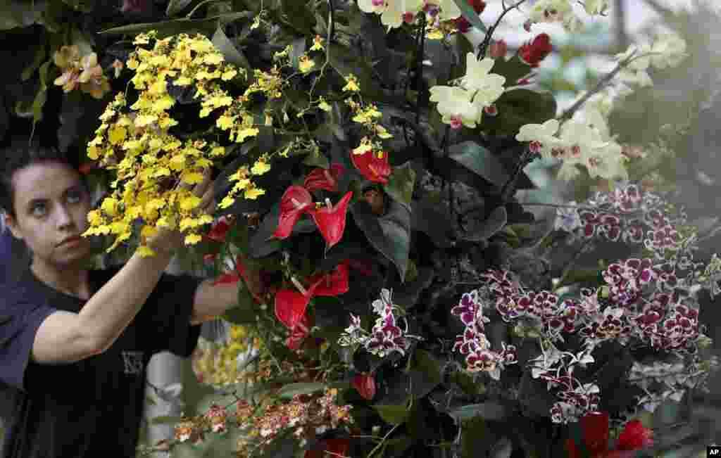 Kew Garden apprentice Alice McKeever adjusts orchids during a press preview of Kew gardens 25th annual Orchid Festival in London.