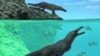 Fossil Discovery Shows Four-Legged Whale Reached South America