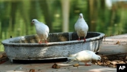 A few of Vietnam's white "peace" pigeons rest in Hanoi's Botanic Gardens, Dec. 10, 2010.