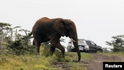 FILE - An elephant crosses the road while roaming around a Maasai settlement on the outskirts of Kenya's capital, Nairobi, July 18, 2012.