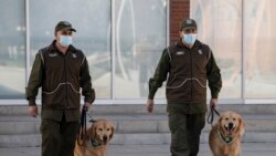 Members of the Chilean Police Canine Training team walk two Golden Retriever dogs before the beginning of their training session aimed to detect people infected with coronavirus COVID-19