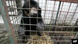 FILE - In this March 10, 2012 photo, a moon bear which suffers from a skin tumor sits inside a cage at the quarantine section of Surabaya Zoo in Surabaya, East Java, Indonesia. 
