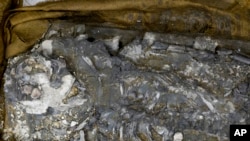 En la imagen, los restos del esqueleto humano encontrado en el Museo de Pensilvania, EE.UU.