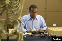 Paleoanthropologist Yohannes Haile-Selassie conducts comparative analysis of Australopithecus deyiremeda in his laboratory at Cleveland Museum of Natural History, April 29, 2015.