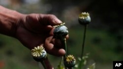 FILE - An opium grower shows how he milks a poppy flower bulb to obtain opium paste in the Sierra Madre del Sur mountains of Guerrero state, Mexico, Jan. 26, 2015.