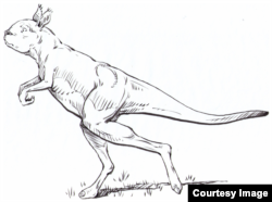 Reconstruction of Sthenurus stirlingi, an extinct giant kangaroo. (Courtesy: Brian Regal)