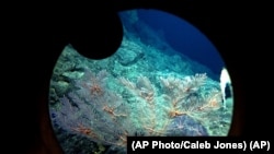 Deep sea coral seen through a window of the Pisces V submersible during a dive to the unexplored Cook Seamount volcano off the coast of Hawaii on Sept. 6, 2016. (AP Photo/Caleb Jones)