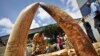 Zimbabwe Police Arrest Man Attempting to Smuggle Ivory
