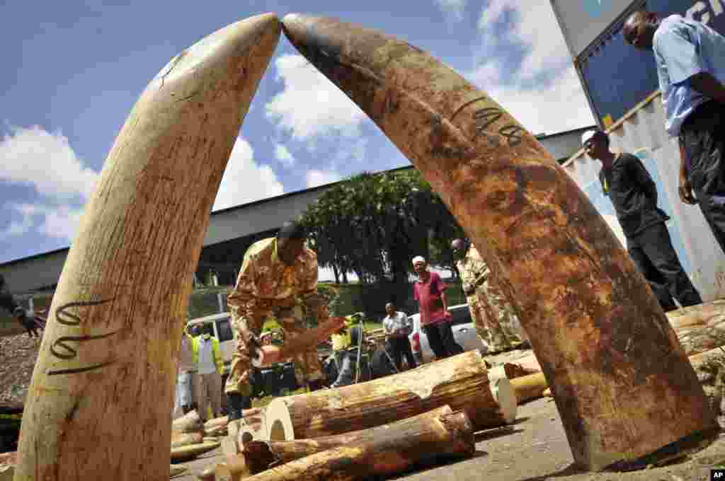 Officials display some of more than 1,600 pieces of illegal ivory found hidden inside bags of sesame seeds in freight traveling from Uganda, in Kenya's major port city of Mombasa, Oct. 8, 2013. 