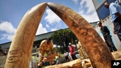 Officials display some of more than 1,600 pieces of illegal ivory found hidden inside bags of sesame seeds in freight traveling from Uganda. (File Photo/AP)