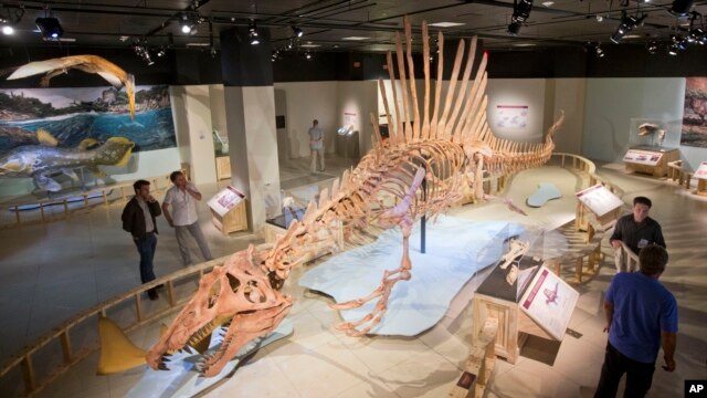 En 50 fod stor model i naturlig størrelse af en Spinosaurus dinosaur på National Geographic Society i Washington