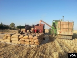 FILE - Porters load sacks of wheat to a truck in Qamishli, Aug. 2015. (Sirwan Kajjo/VOA)