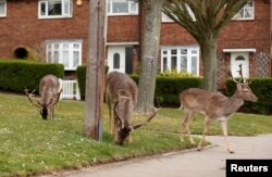 Deer eat plants in a housing area in Romford, Romford, Britain, April 3, 2020. (REUTERS/Peter Cziborr)