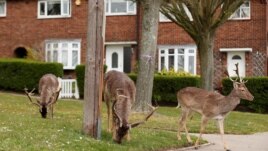 Deer eat plants in a housing area in Romford, Romford, Britain, April 3, 2020. (REUTERS/Peter Cziborr)