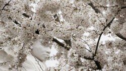 미국은 지금: DC 벚꽃 축제