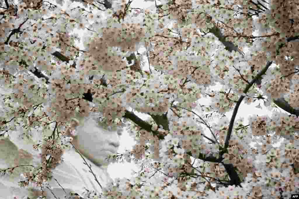 Patung Martin Luther King, Jr. tampak dari balik bunga sakura yang mekar di Tidal Basin, Washington, D.C., 8 April 2015.