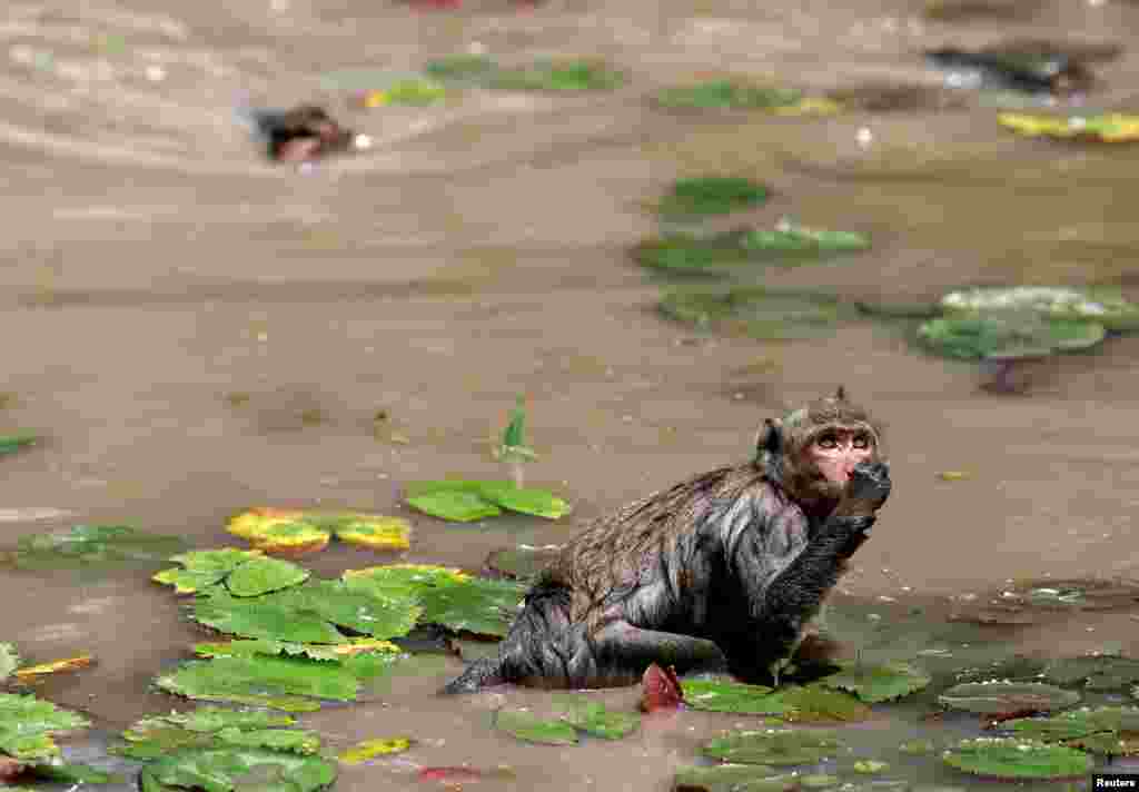 캄보디아 앙코르와트 인근 사원의 호수에서 원숭이가 연을 먹고 있다.