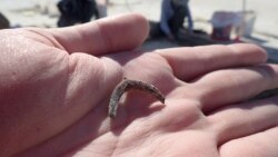 A duck wishbone is seen in the palm of archaeologist Daron Duke's hand at the location of an ancient hearth dating to 12,300 years ago at the Wishbone site in Great Salt Lake Desert in northern Utah. (Daron Duke/Handout via REUTERS)