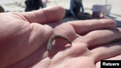 A duck wishbone is seen in the palm of archaeologist Daron Duke's hand at the location of an ancient hearth dating to 12,300 years ago at the Wishbone site in Great Salt Lake Desert in northern Utah. (Daron Duke/Handout via REUTERS)