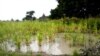 A flooded farm in Payinjiar County, in Unity State. Farmers have asked the government and NGOs for seed stock after last year's failed harvest, caused by flooding.