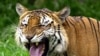 Interpol Joins Push to Save Asian Tigers