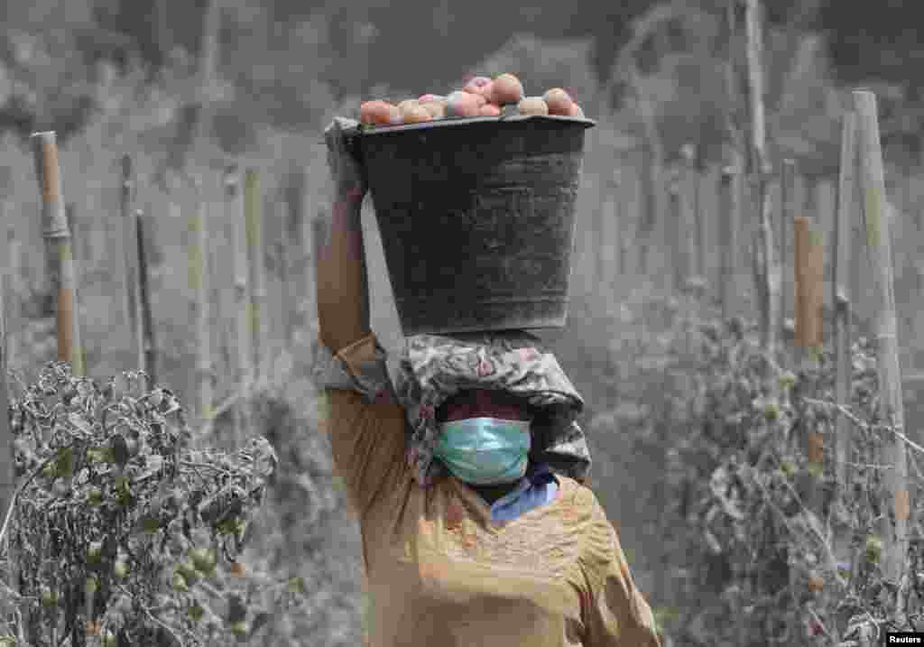 A woman carries a bucket full of ash-covered tomatoes on her head, at Mardingding village shortly after Mount Sinabung spewed volcanic ash in Karo district, Indonesia, Nov, 18, 2013. 