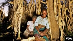 Using Evergreen Agriculture, Rhoda Mang’yana grows maize near Faidherbia trees to improve crop yields and soil fertility on her farm. (Credit: Jim Richardson)