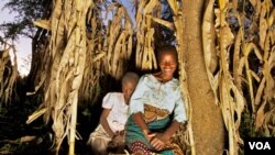 Using Evergreen Agriculture, Rhoda Mang’yana grows maize near Faidherbia trees to improve crop yields and soil fertility on her farm. (Credit: Jim Richardson)