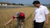 FAO ‘북한, 지난해 콩, 감자 등 대체작물 35% 증가’